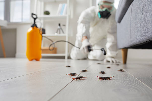 Commercial Rodent Management in Frisco